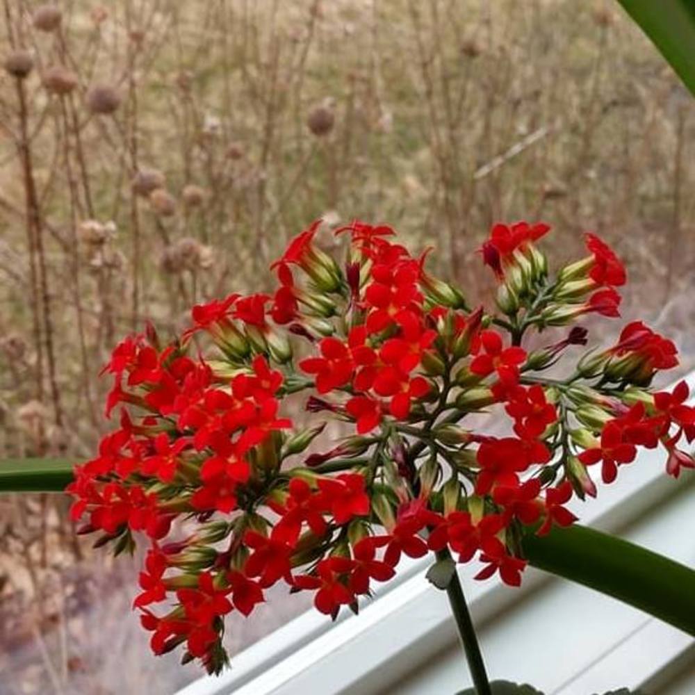 Meet your Posher, Sherrie